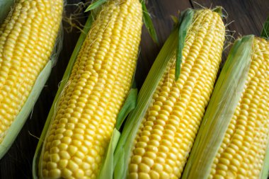 Four heads of corn on a wooden table. Against the background of the tree lies summer corn, sweet. Heads of corn lie in a row.
