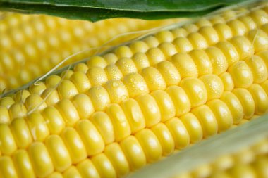 Corn with droplets of water after washing. Beautiful drops of water on corn kernels after washing. Corn heads close-up. Corn macro photography.