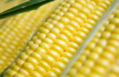 Corn close-up. Yellow corn kernels on the cob macro photography. On corn grains there are small droplets of water. Clean corn after washing with drops.