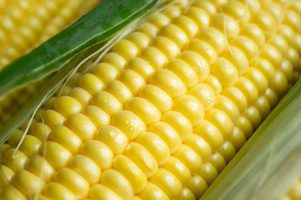 Corn close-up. Yellow corn kernels on the cob macro photography. On corn grains there are small droplets of water. Clean corn after washing with drops.