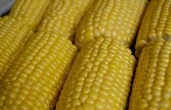 Yellow cobs of corn before cooking. Yellow corn lies in two rows. Young corn for food. Sweet heads with yellow grains.