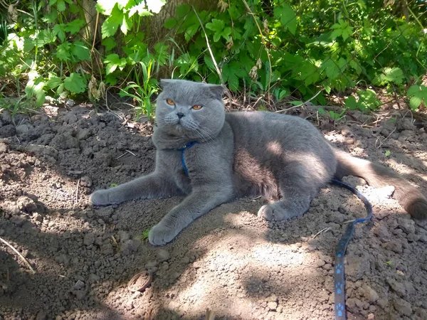 Scottish Fold Cat Lies Shade Tree Walk Domestic Cat Leash — ストック写真