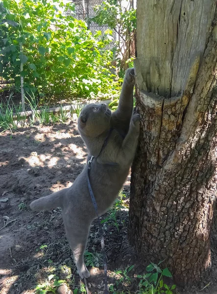 The British Fold cat sharpens its claws against a tree. A cat on a walk by a tree. The Cat and the Tree.