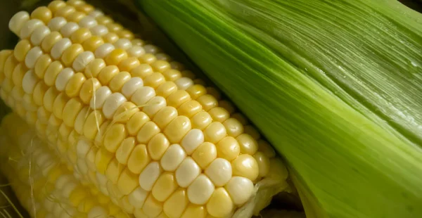 Cooking Corn Leaves Saucepan Raquel Variety Sweet Instant Corn Lunch — Stock Photo, Image