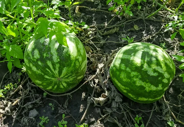 Two striped watermelons ripen in the field. Watermelons grow in the garden. Large striped watermelons in the garden.
