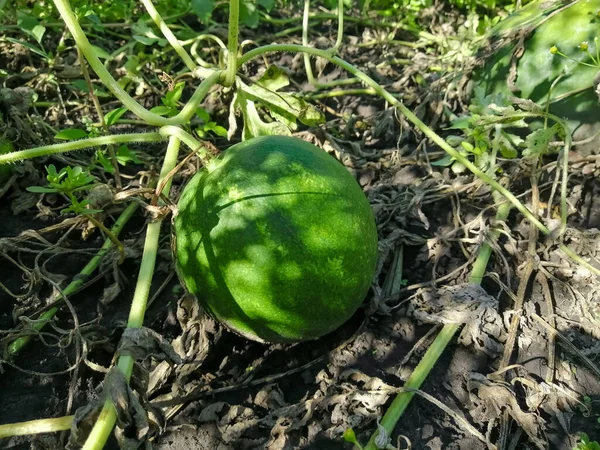 Uma Pequena Melancia Está Pendurada Galho Jardim Melancia Listrada Amadurece — Fotografia de Stock