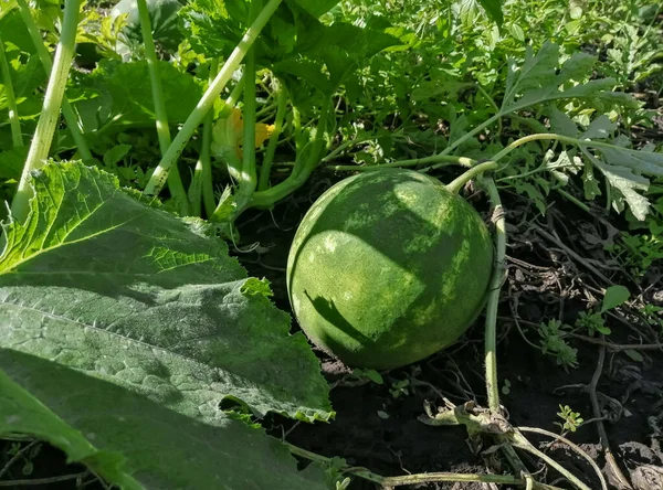 Auf Dem Feld Reift Eine Grüne Wassermelone Eine Große Wassermelone — Stockfoto