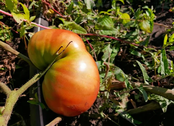 Garten Wuchs Eine Große Tomate Eine Riesige Tomate Auf Einem — Stockfoto