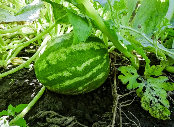 Bahçedeki bir dala asılı küçük bir karpuz. Bahçede çizgili karpuz olgunlaşır. Bahçede küçük çizgili bir karpuz yetişiyor..