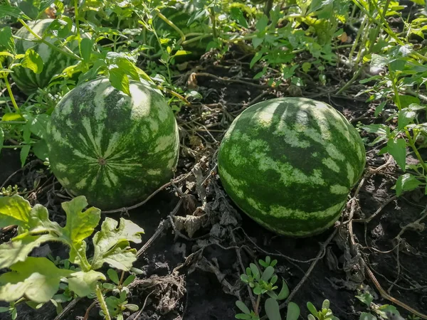 Two striped watermelons ripen in the field. Watermelons grow in the garden. Large striped watermelons in the garden.