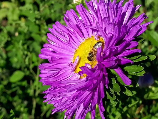 Purple Aster Sits Bee Insect Flower Bee Collects Pollen Yellow — Stock Photo, Image