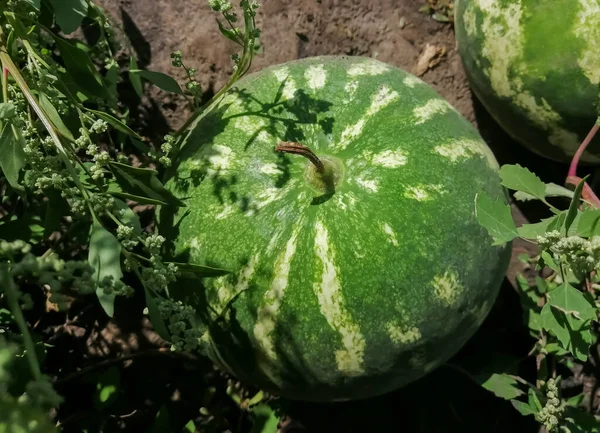 Eine Große Gestreifte Wassermelone Auf Dem Boden Die Ernte Ist — Stockfoto