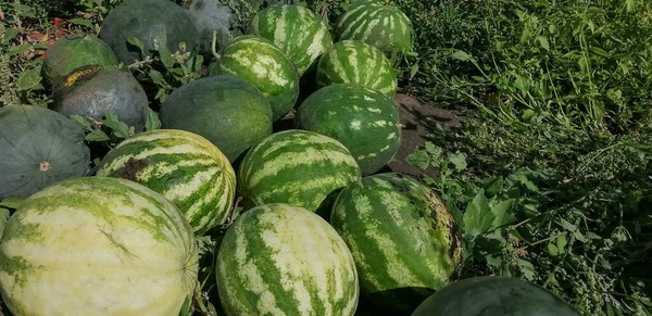 Harvested watermelons in the field. Ripened. picked watermelons. Harvesting watermelons. A bunch of watermelons together.