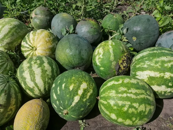 Geoogste Watermeloenen Liggen Samen Oogst Van Watermeloenen Uit Het Veld Rechtenvrije Stockafbeeldingen