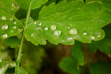 Yağmurdan sonra birkaç damla çimlerin üzerinde. Yeşil çimlerin üzerine su damlaları - makro fotoğrafçılık. Güzel yağmur damlaları. Çimlere damlalar, yan tarafa fotoğraflar..