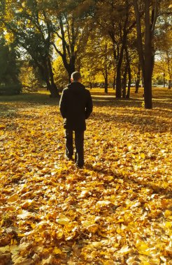 Bir adam sonbahar parkında sırtı dönük yürüyor. Siyah kovalı bir adam parkta yürüyor. Autumn Park - Bir adam yürüyüp gidiyor.