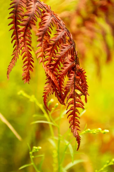 Braunes Farnblatt Auf Herbstlichem Hintergrund Ein Getrocknetes Blatt Eines Verdampfers — Stockfoto