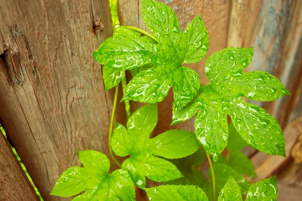 Green hop leaves, wet from the rain, curl up the wooden fence. Wet leaves. Green leaves after rain. Water on hop lengths.