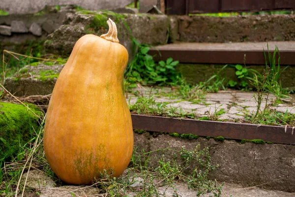 Decoración Calle Con Calabazas Otoño Halloween Una Calabaza Variedad Guitarra —  Fotos de Stock