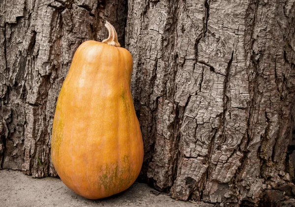 Uma Abóbora Laranja Fica Lado Das Árvores Uma Abóbora Junto — Fotografia de Stock