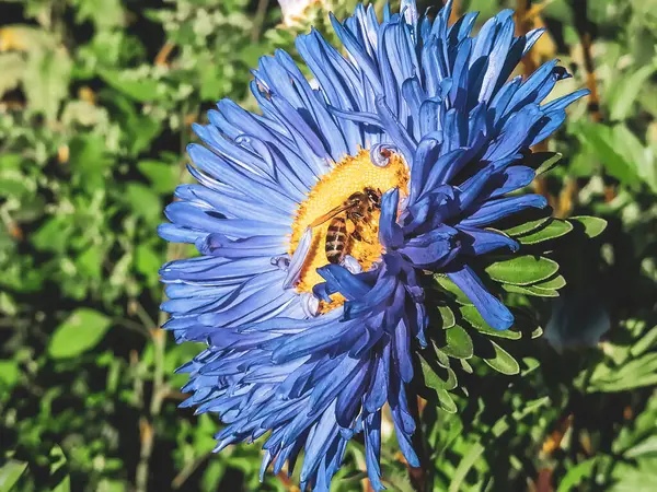 Auf Einem Blauen Aster Mit Gelbem Kern Sitzt Eine Biene — Stockfoto