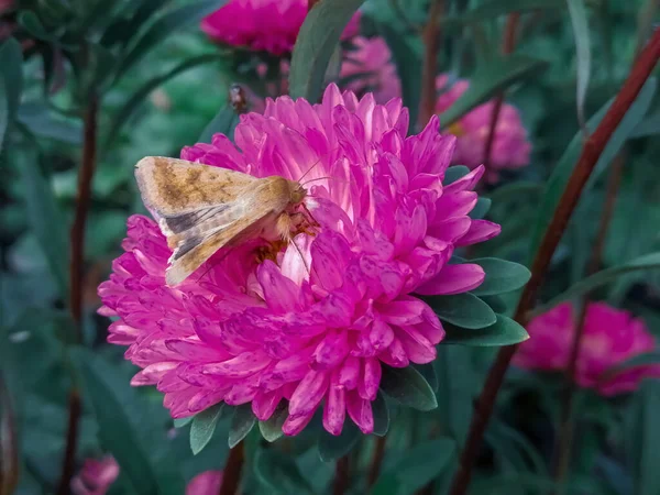 粉红的云霄飞车上坐着一只蝴蝶 蝴蝶花上的一种甲壳类蝴蝶一只褐色的蝴蝶栖息在一朵红花上 — 图库照片