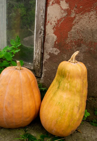 Two Pumpkins Stand Old House Window Next Window Two Orange — Stock Photo, Image