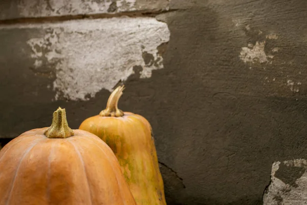 Dos Calabazas Paran Fila Contra Una Pared Gris Sobre Fondo —  Fotos de Stock