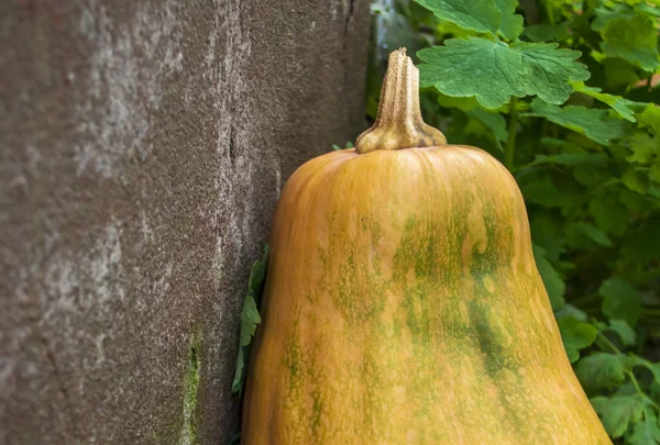 Citrouille Côté Vieux Mur Une Longue Citrouille Tient Appuyée Contre — Photo