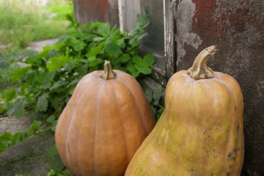 Evin yanında balkabağı sakızı. Sonbahar süslemeleri. Balkabakları büyük ve parlaktır. Cadılar Bayramı için güzel büyük balkabakları. Balkabağı hasadı.