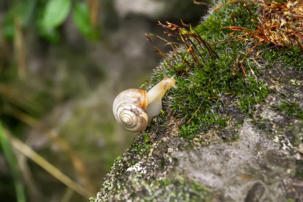 Ślimak Obok Mchu Skale Makro Fotografia Ślimak Dziczy Ślimak Zjada — Zdjęcie stockowe