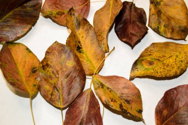 Beyaz arka planda düşmüş armut yaprakları. Beyaz masanın üzerinde düşen sonbahar yaprakları var. Ağaçlardan sarı ve kahverengi yapraklar. sonbahar dekorasyonları.