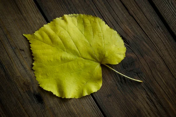 Gele Blad Een Houten Tafel Tegen Achtergrond Van Boom Valt — Stockfoto