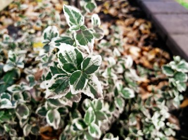 Euonymus Fortune çiçek tarhında yetişiyor. Yapraklarının üzerinde beyaz bir kenarı olan yeşil bir bitkinin yakın çekimi. Sonbahar ekinleri.