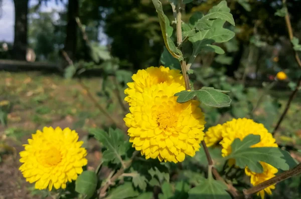 Crisantemo Amarillo Floreció Crisantemo Amarillo Pequeños Crisantemos Jardín Hermosas Flores —  Fotos de Stock