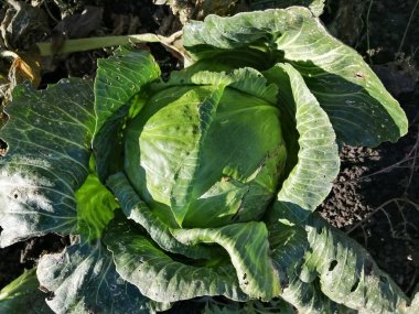 Lahananın etrafında büyük, yeşil kış lahanası yaprakları. Hasattan önce bahçede lahana. Yerdeki büyük lahana yaprakları güneş tarafından aydınlatılır..