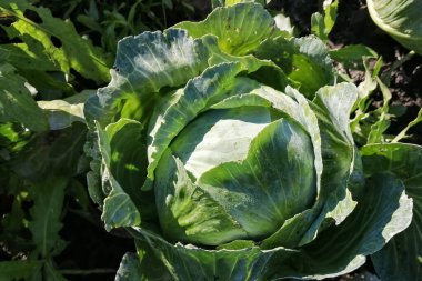 Bahçede beyaz lahana, yakın plan. Bahçedeki yeşil lahana kafa - güzel yapraklar. Beyaz lahana - hasat.