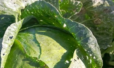 Güzel, taze lahana yakın plan. Yeşil yapraklı beyaz lahana. Yakın planda olgun bir lahana başı, yukarıdan bir manzara..