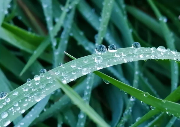 Dew drops on the grass, Green grass with a blue tint is covered with drops of water. Grass after the rain - drops froze on the green leaves. Macro photography of grass with drops.