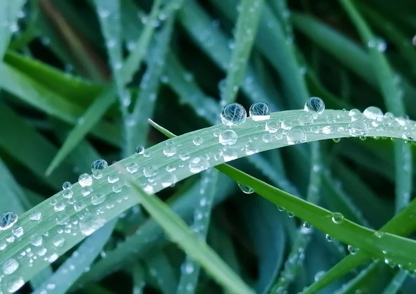 Gouttes Rosée Sur Herbe Herbe Verte Avec Une Teinte Bleue — Photo