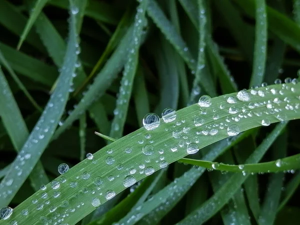 Gras Nach Dem Regen Die Grünen Blätter Sind Mit Tautropfen — Stockfoto