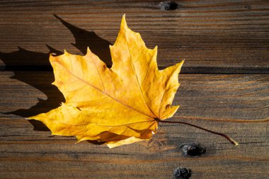 Ahşap bir tahtanın üzerinde sarı bir akçaağaç yaprağı yatıyor. Ağaçtaki bir yaprak. Tahtaya düşmüş bir yaprak sonbaharın işaretidir..