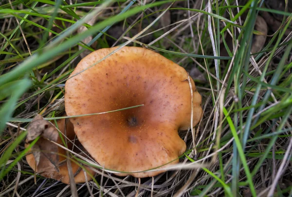 물레방아 버섯은 속에서 자랍니다 Mushroom Clitocybe Green Grass 오렌지 — 스톡 사진