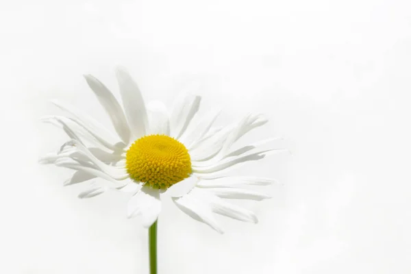 Camomilla Bianca Fondo Bianco Una Dolce Ombra Dai Petali Una — Foto Stock