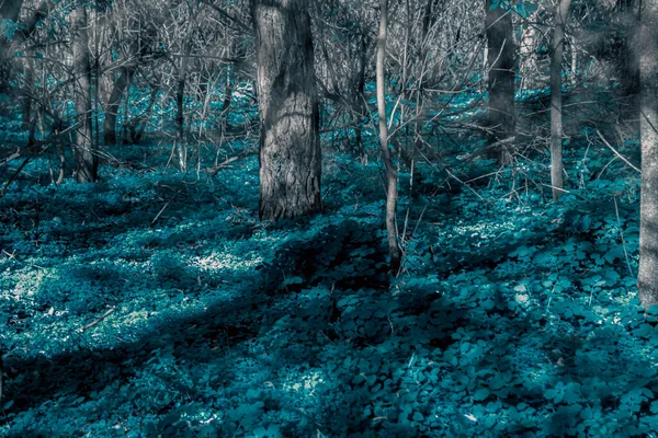 Bajkowy Las Niebieskimi Roślinami Srebrne Drzewa Wśród Niebieskich Roślin Lesie — Zdjęcie stockowe