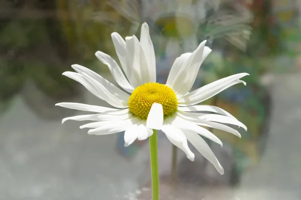 Belle Fleur Avec Noyau Jaune Pétales Blancs Face Fenêtre Camomille — Photo