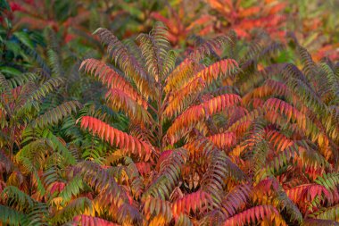 Sonbaharda sirke ağacının (Rhus typhina) renkli yapraklarının ayrıntıları