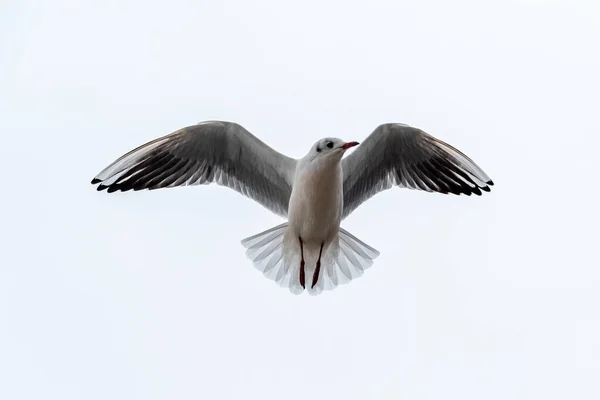 Seagull Flying Sky — Stock Photo, Image