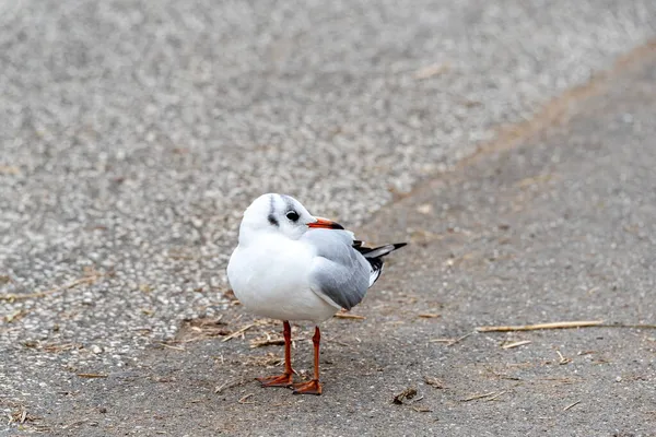 Eine Möwe Die Auf Der Straße Steht Und Zur Seite — Stockfoto