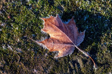 Bir kış sabahı donmuş bir çayırda olgunlaşmış tek bir yaprak. 